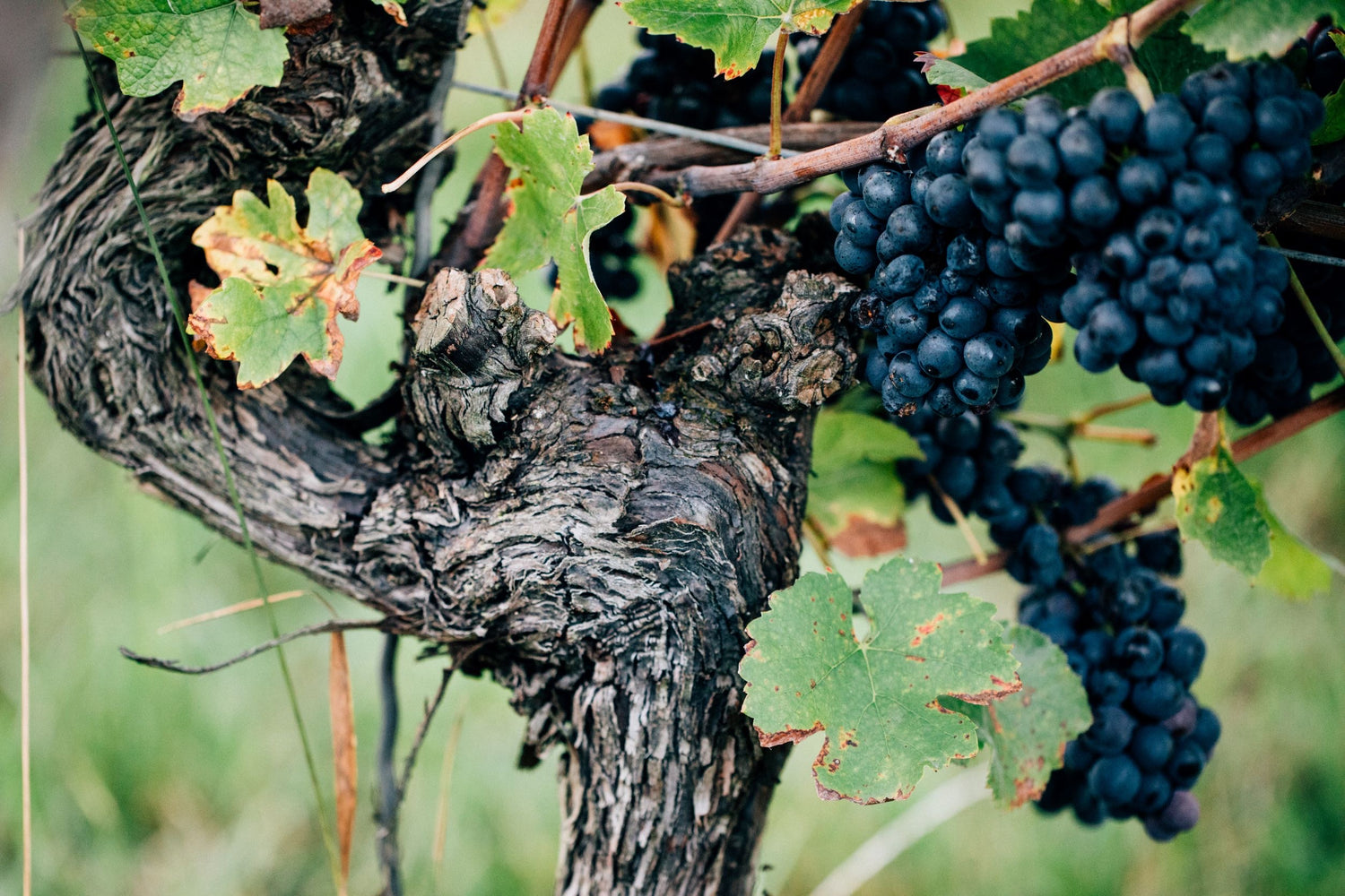 Rotwein