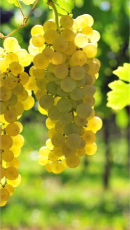 Weißwein