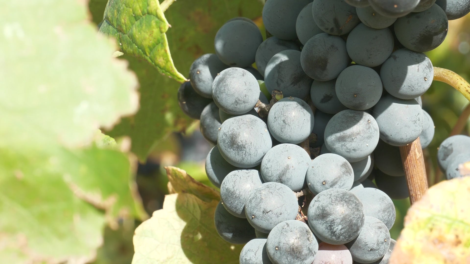 Video laden: A close up of a bunch of grapes